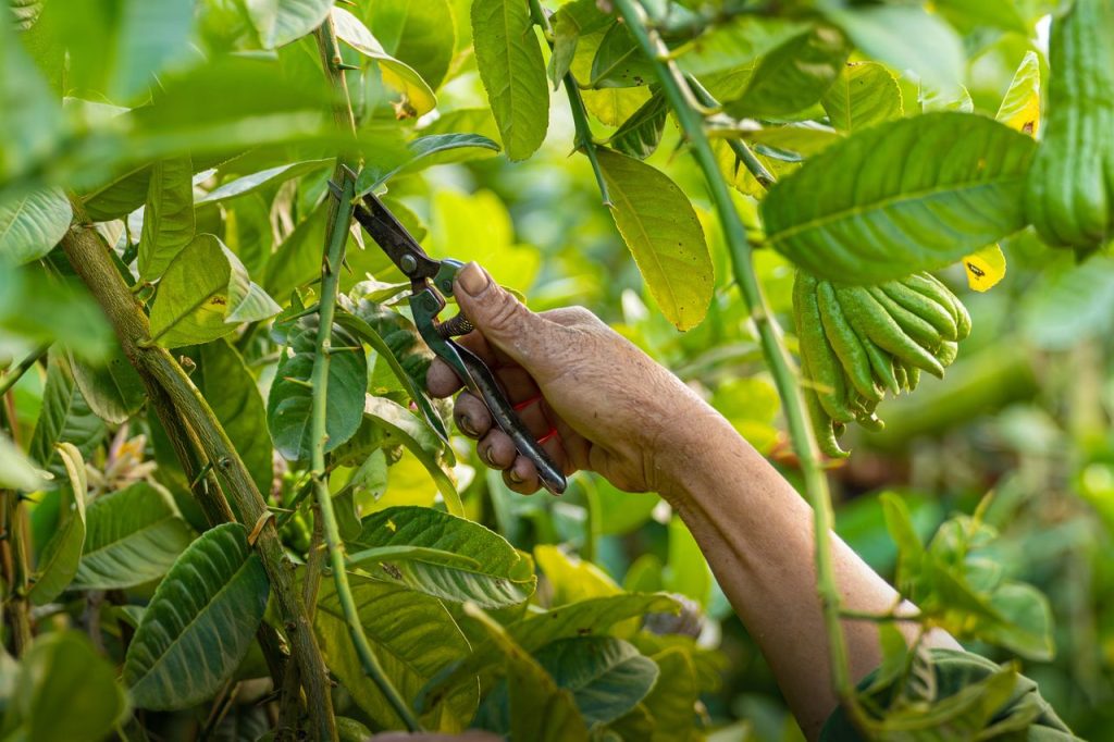 An adult tending to Buddha's Hand citrus plant in Hanoi garden, showcasing care and agriculture.
