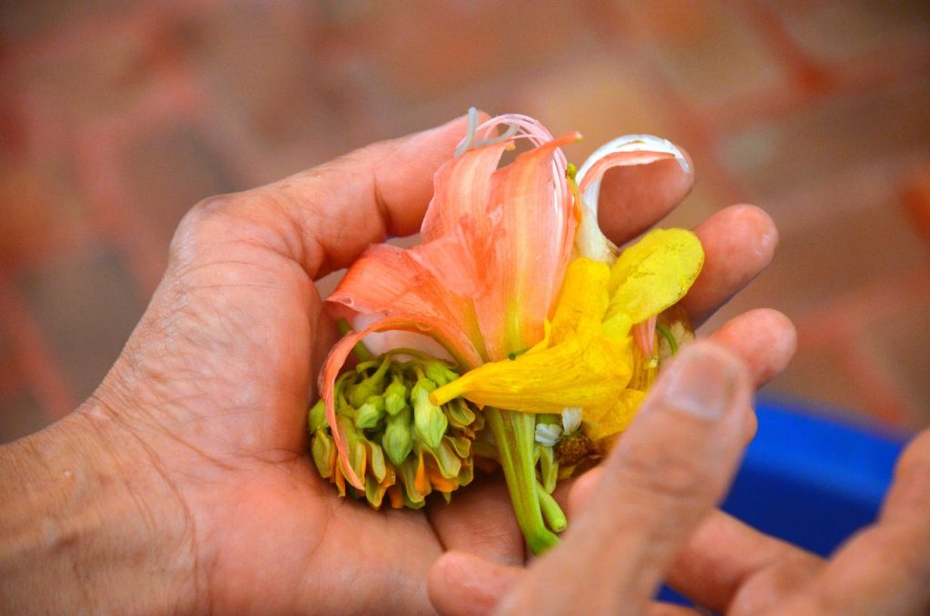 Vibrant petals delicately cradled in adult hands. Perfect for floral and nature concepts.