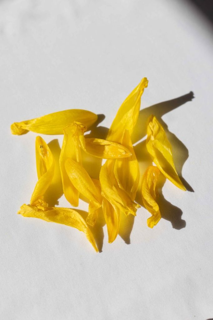 Bright yellow flower petals arranged on a white surface, showcasing natural beauty and simplicity.